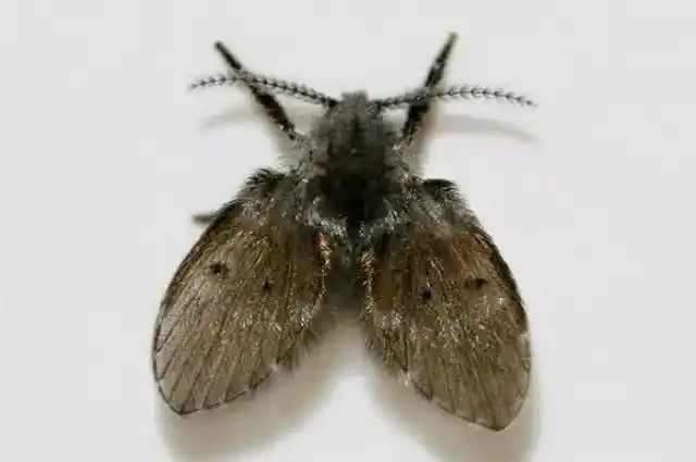 对人体是否有害?