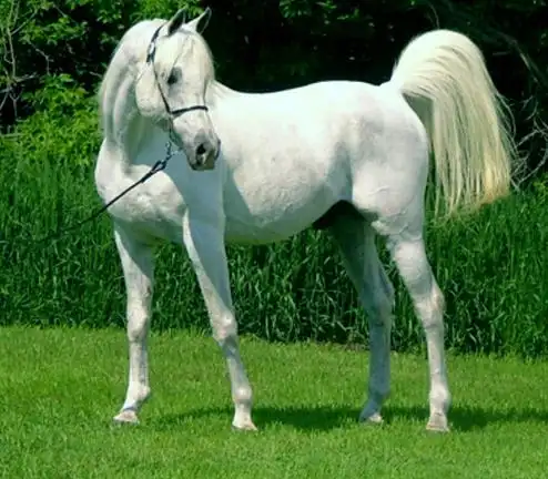 世界上跑得最快的马种英国纯血马2分23秒跑完2400米