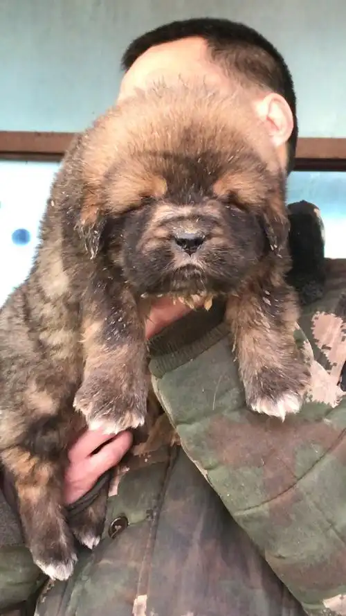 一窝中最虎的小藏獒仔仔 满月啦