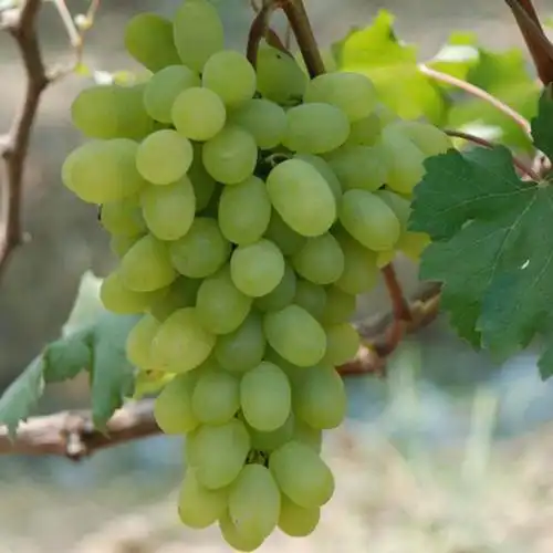 香妃葡萄树苗盆栽地栽果树苗南方北方种植当年结果四季种植水果苗 6年