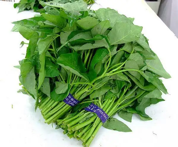 空心菜不用去叶子吗 空心菜叶子能吃吗