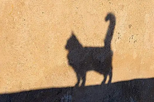 影子,猫,锡拉岛,基克拉迪群岛,希腊
