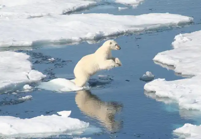 今天图啥##国际北极熊日