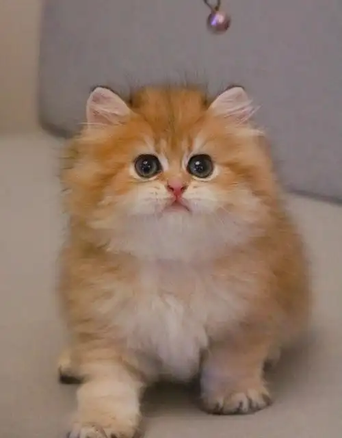 金渐层长毛弟弟找新家