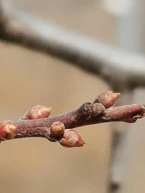 迎春花生长记录图片(图文讲解迎春花的生长过程)