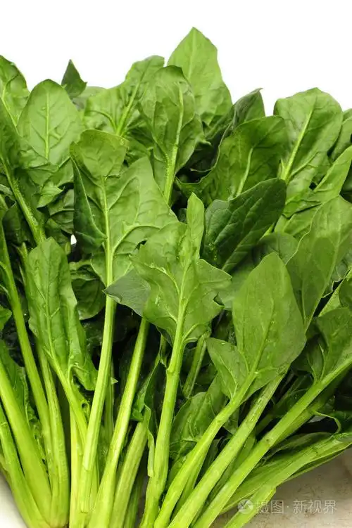 菠菜照片-正版商用图片06u17g-摄图新视界