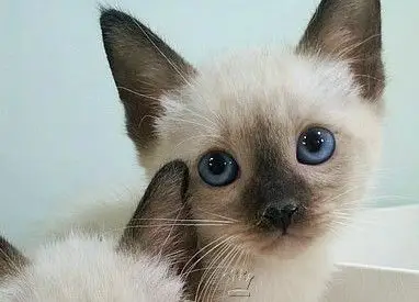 金牌暹罗猫咪出售 商品详情 评价详情(0) 产品名称:暹罗猫  猫咪品