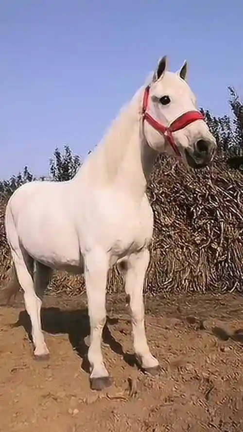 白龙马真的是太帅了,不仅高大威猛,而且颜值超级高