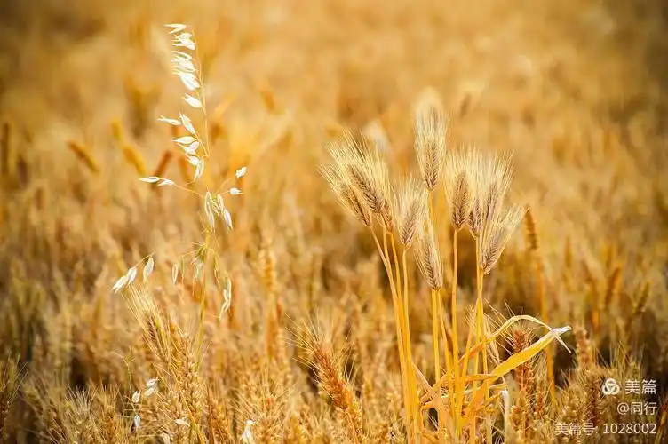 金色麦浪
