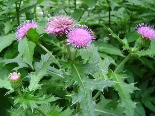 农村野草老虎刺具有强大的止血功效见到可不要说是猪菜了