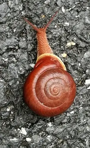 好漂亮的高山硬壳蜗牛.