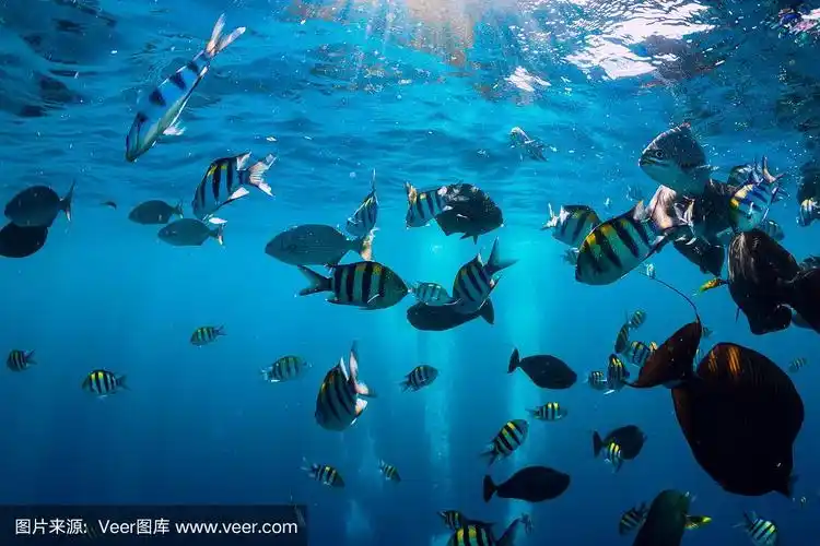 蓝色海洋里热带鱼的水下世界