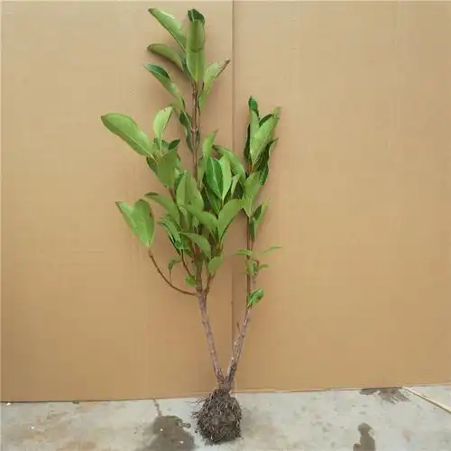 山竹苗包邮,正宗黄金山竹苗,创鑫苗圃岭南山竹苗,广西山竹苗,货源充足