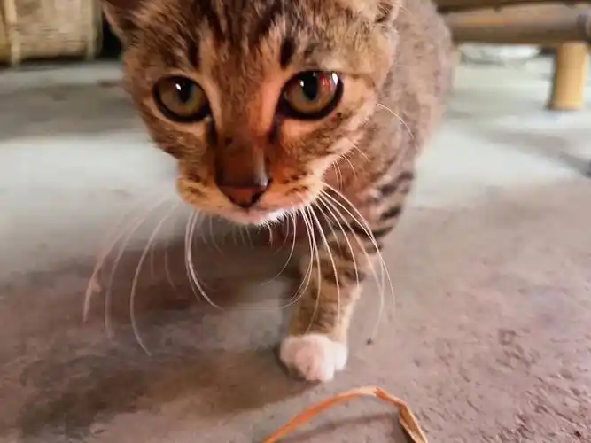 谁说咱田园猫咪不可爱呀