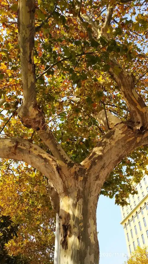 秋日里的悬铃木最好看