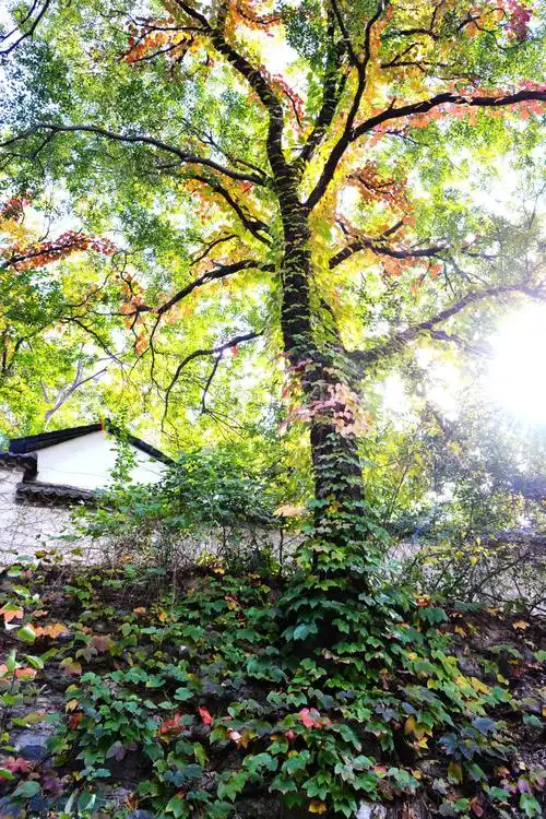 生机盎然,充满向上的力量!