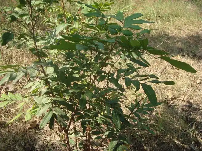 小灌木,叶子翠绿,偶数羽状复叶,请问名子.