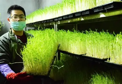 有机芽苗菜走上餐桌