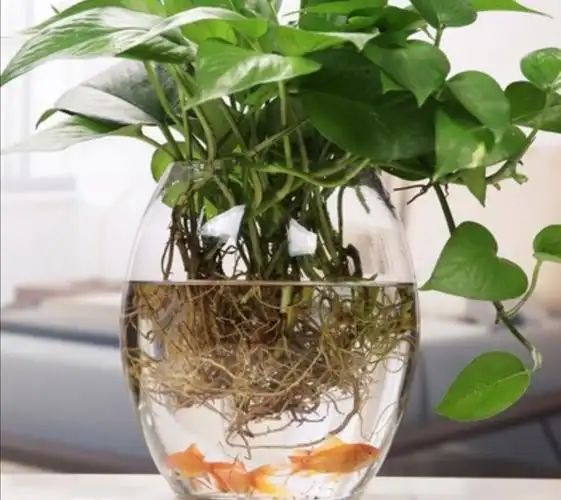盆栽绿萝改成水培摆放在室内干净又卫生养护起来更省心