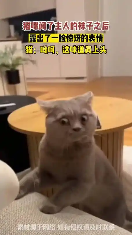 猫咪闻了主人的袜子之后,一脸惊讶