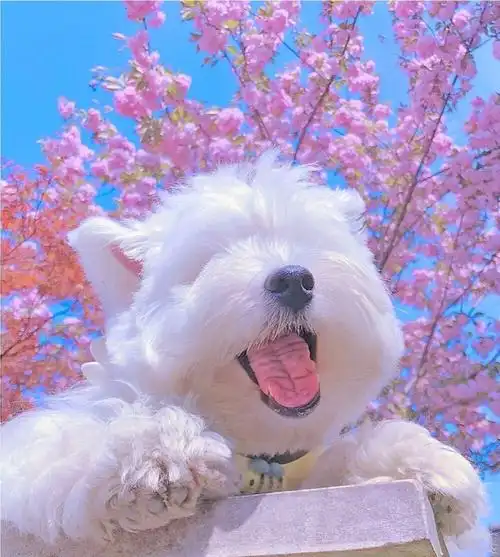 萌宠头像/可爱头像