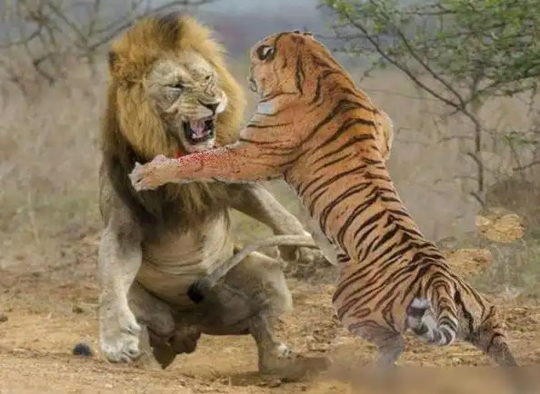 500斤老虎大战600斤狮子场面一度失控镜头拍下激烈过程