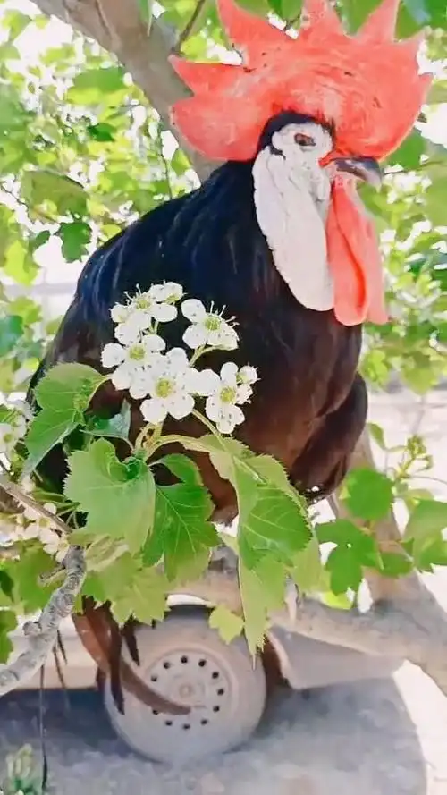 小白脸原来鸡也有小白脸,你看看这只鸡的脸白的,真的太白了