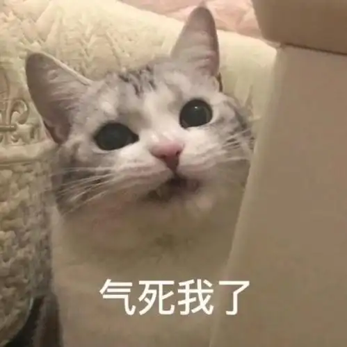 猫咪表情包合集|我心爱的狗东西在吗?
