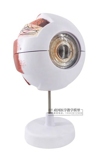 眼球模型人体解剖眼睛解剖学感觉五官眼科包邮教学仪器