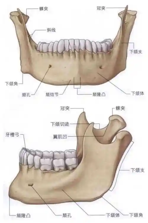 下颌骨正侧面解剖图下颌骨ct扫描的范围需根据临床需求调整,大概如下