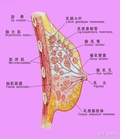 胸部常见问题88一一解析
