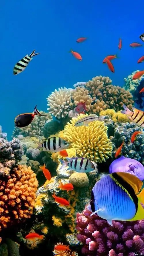 海洋生物摄影作品