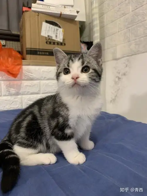 3500买的美短加白起司猫值吗