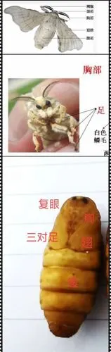 蛹与蚕蛾的相同之处和不相同之处,我们来看一看.