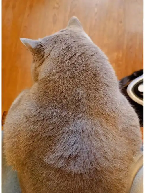 虎背熊腰的蓝胖崽