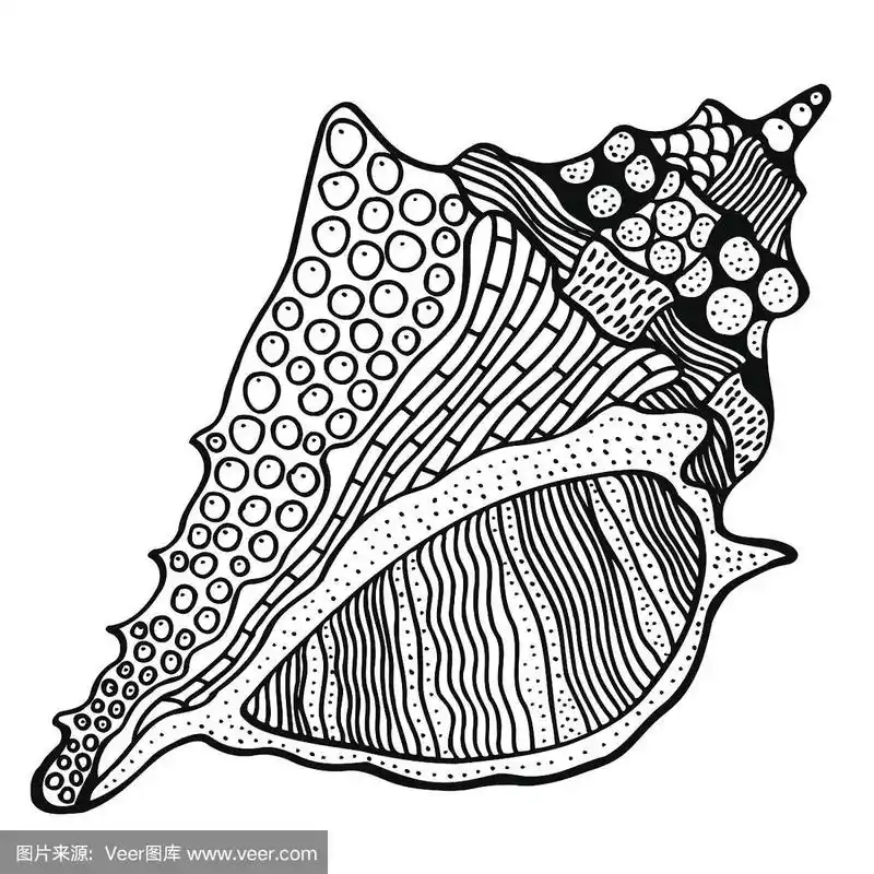 贝壳,线条画,螺线,自然美,动物