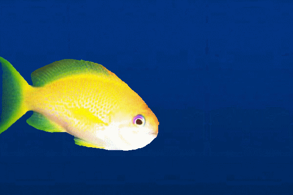 600_400gif 动态图 动图