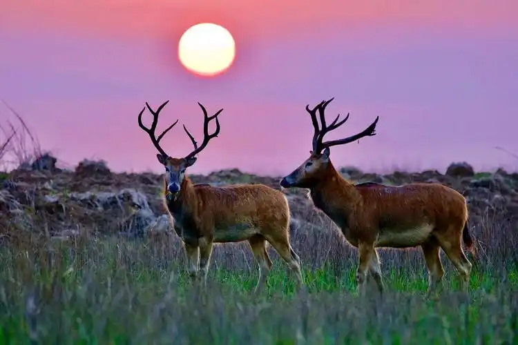 从管理上降级,从保护上野化|周晋峰接受法新社采访谈未来麋鹿保护