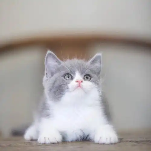 英短银渐层大额优惠券