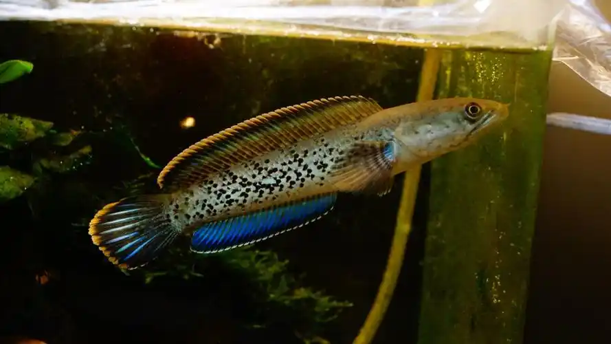 养鱼- 热门商品专区