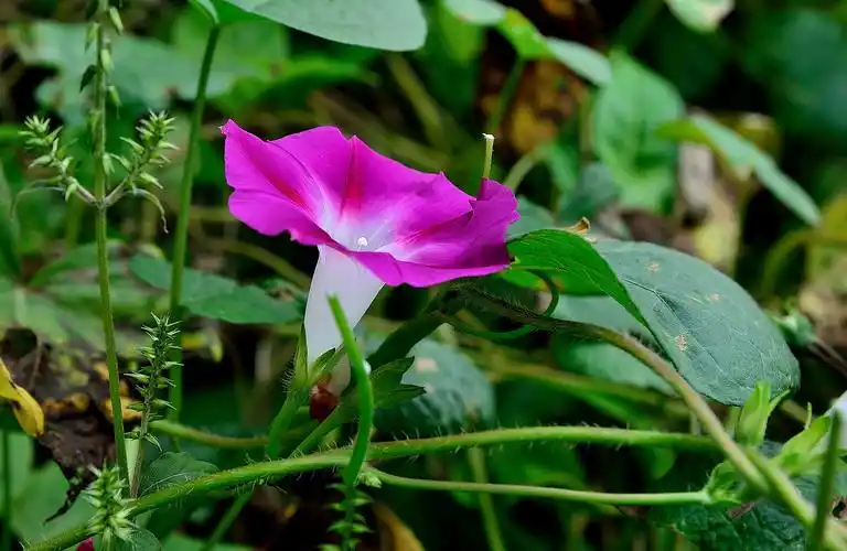 花卉,花朵,牵牛花,喇叭花,牵牛,筋角拉子,大牵牛花,勤娘子,植物花卉