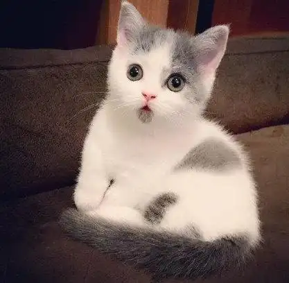 自带惊讶表情的猫太可爱了给你一天好心情