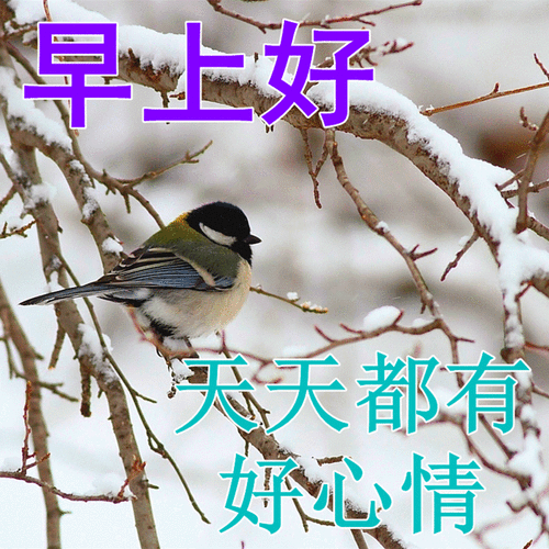 原创7张非常漂亮的早上好图片2022免打字聊天的早安问候祝福语动态