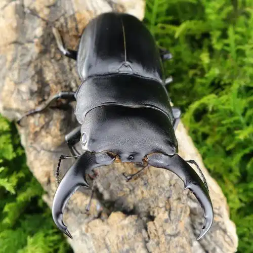 【牧野虫社_奄美扁锹】耐冷耐热好生好养寿命长喜欢打斗宠物昆虫