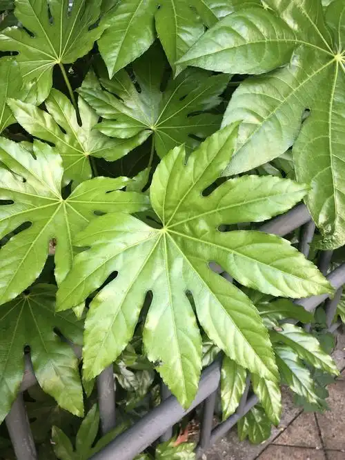 [图]图中植物叶片的分裂为a,掌状深裂b,掌状全裂c,羽状.