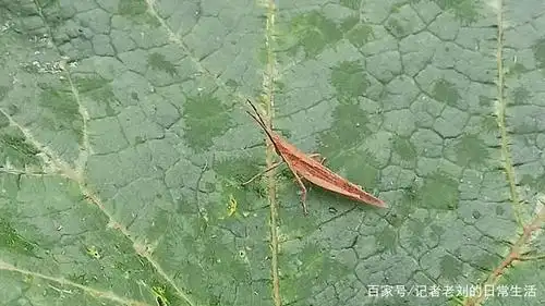 这些昆虫都认识吗