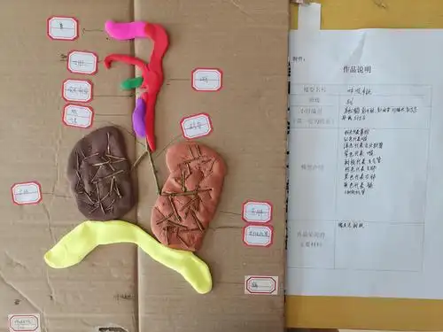 陆河外国语学校——八年级生物模型比赛