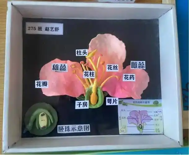 细菌,真菌),单细胞生物模型,病毒模型,种子结构模型,花的结构模屯