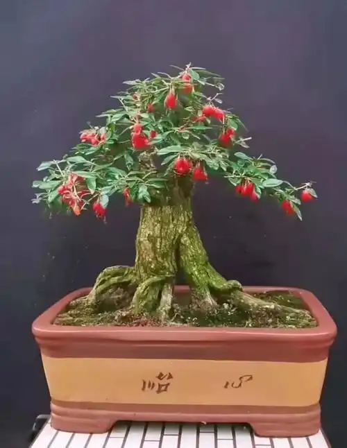 枸杞盆景制作,几点操作很重要,你注意了吗?