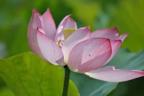 夏天有什么花开放